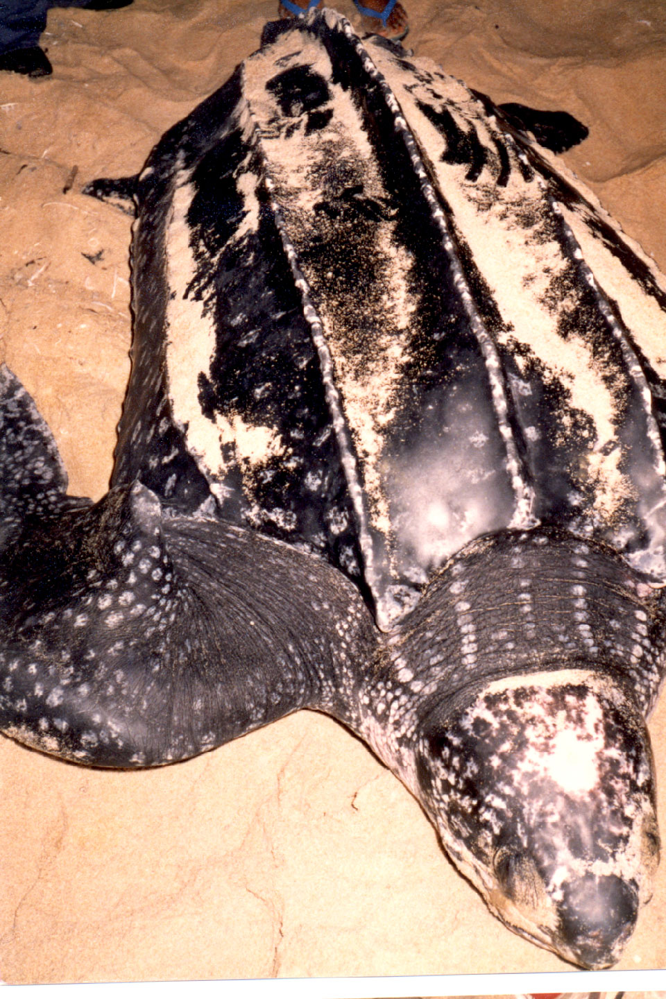 09-06.jpg, Leatherback turtle