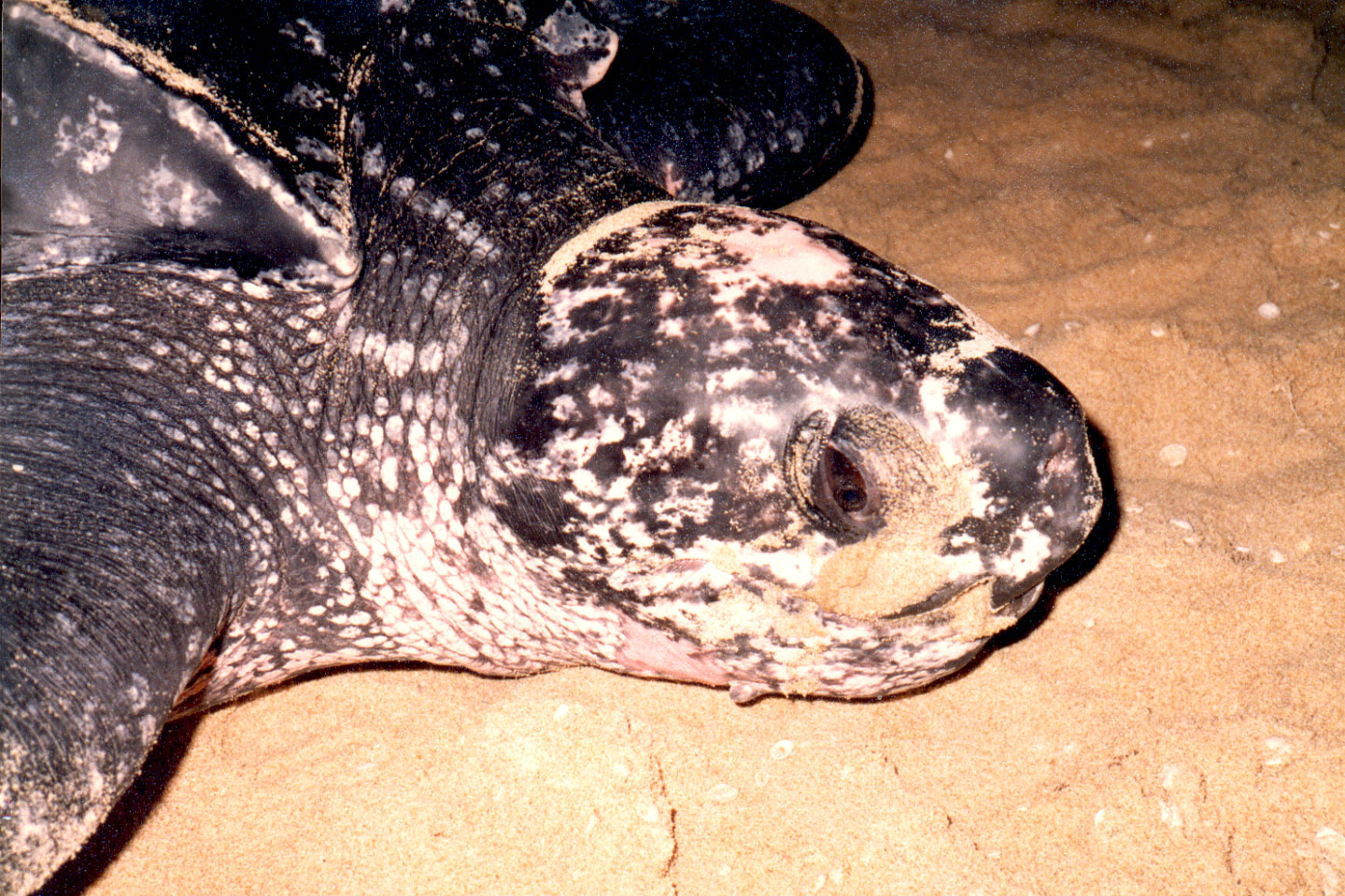 09-07.jpg, Leatherback turtle