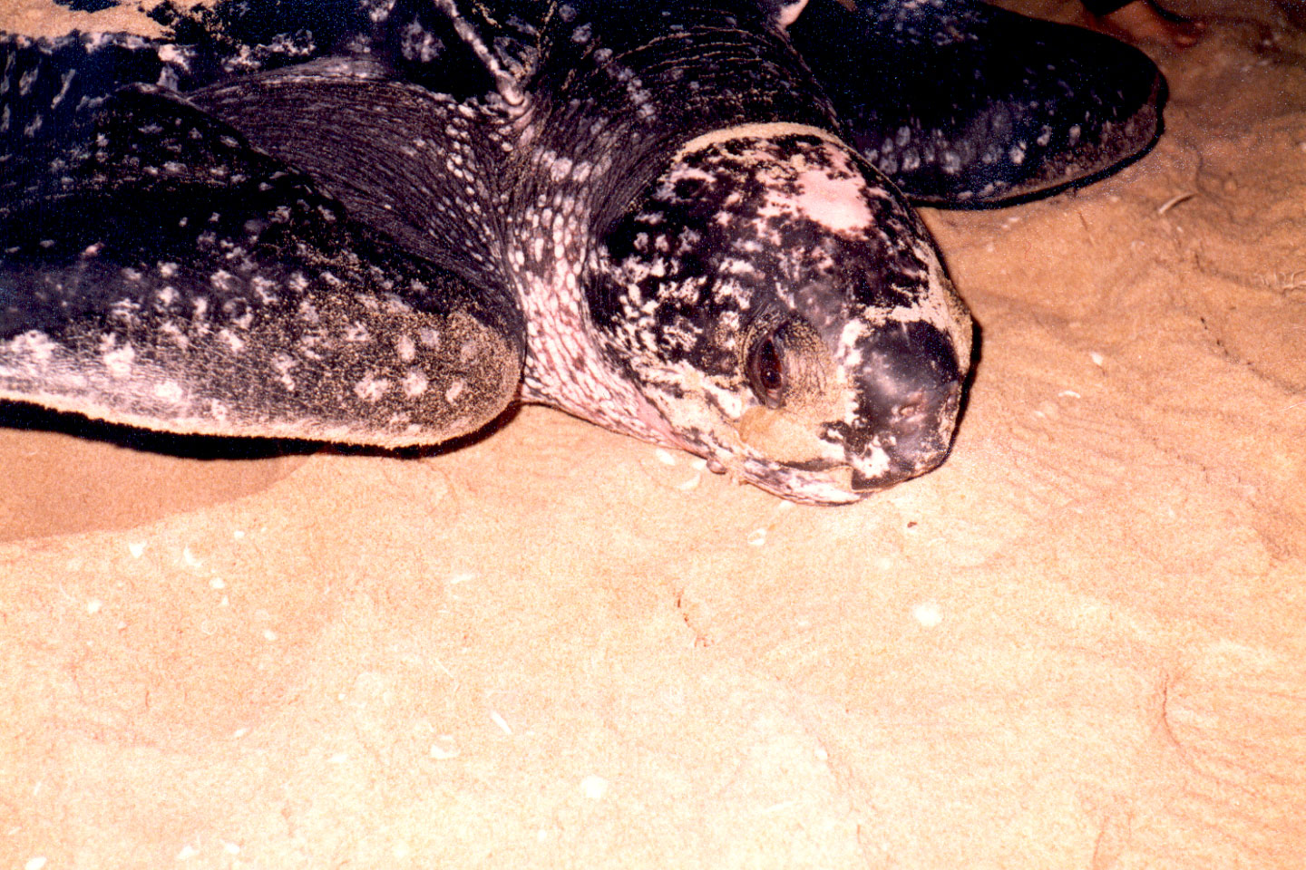 09-08.jpg, Leatherback turtle