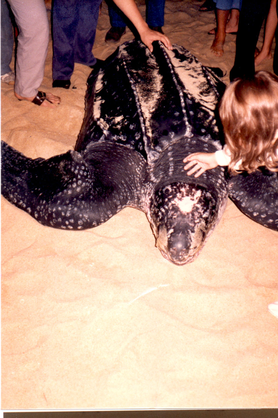 09-09.jpg, Leatherback turtle