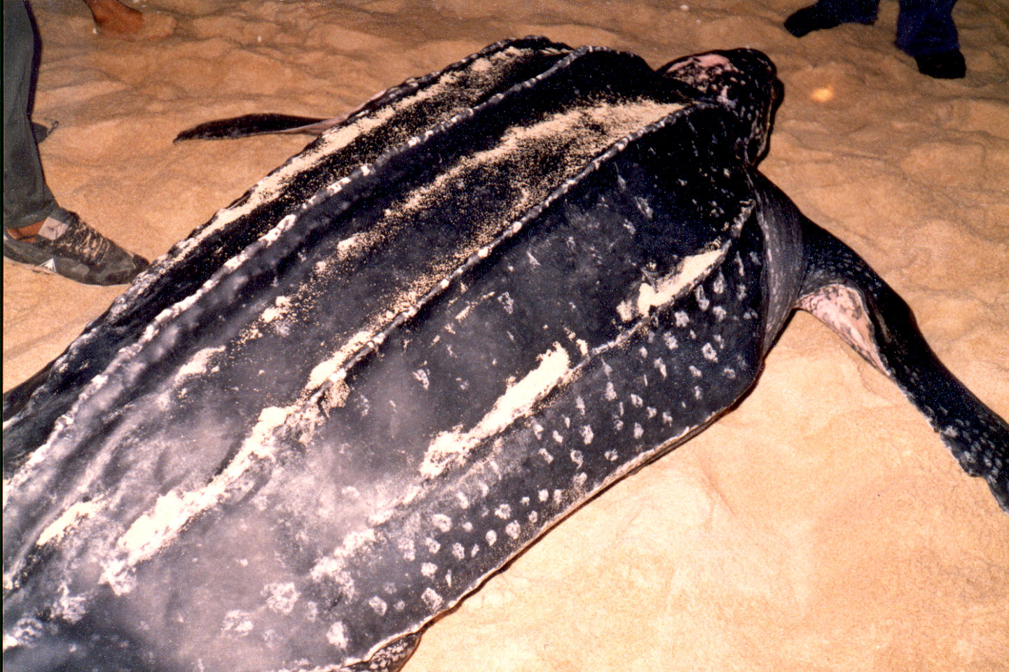 09-10.jpg, Leatherback turtle