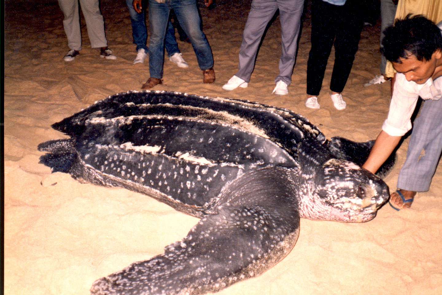 09-11.jpg, Leatherback turtle