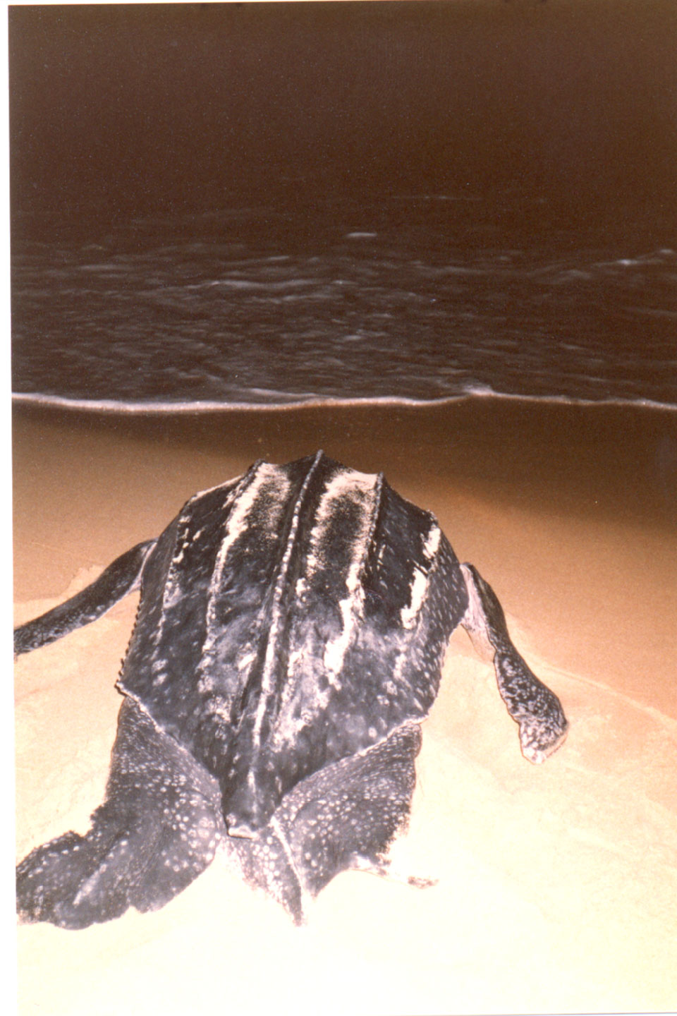 09-12.jpg, Leatherback turtle