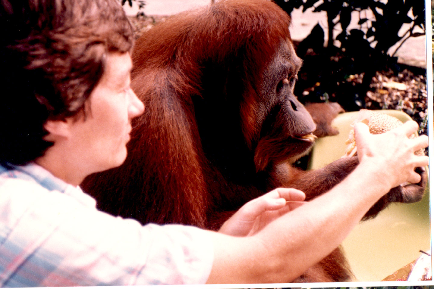 09-18.jpg, Breakfast
Singapore Zoo