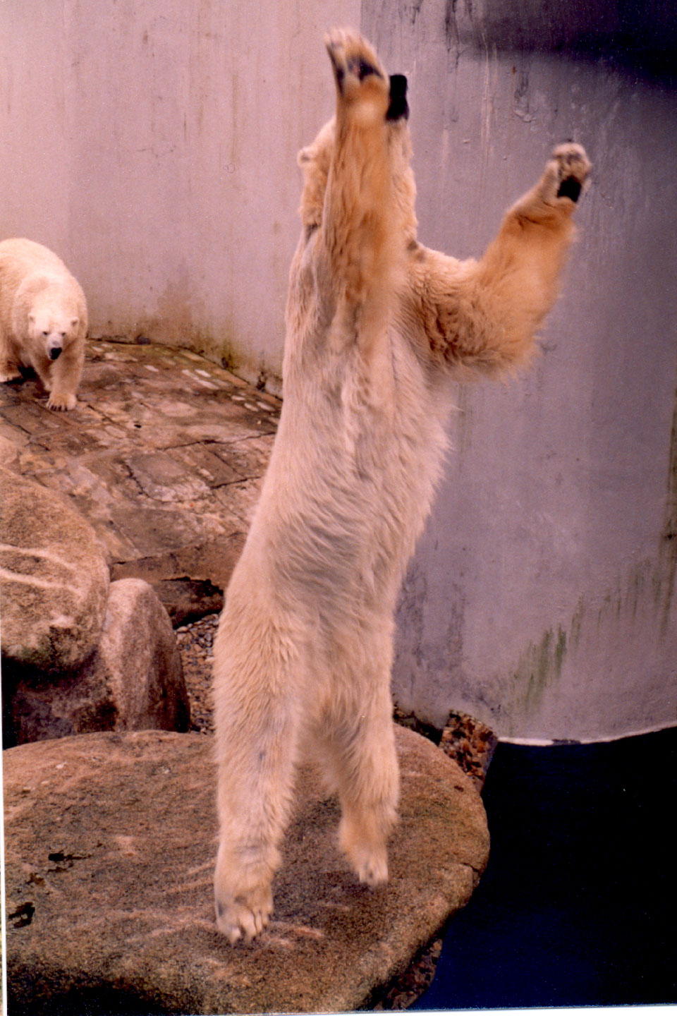 09-22.jpg, Singapore Zoo