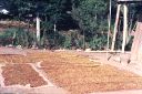 _03-02.jpg, Cloves drying