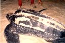 _09-02.jpg, Leatherback turtle