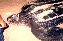 _09-05.jpg, Leatherback turtle