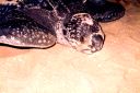 _09-08.jpg, Leatherback turtle