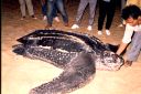 _09-11.jpg, Leatherback turtle