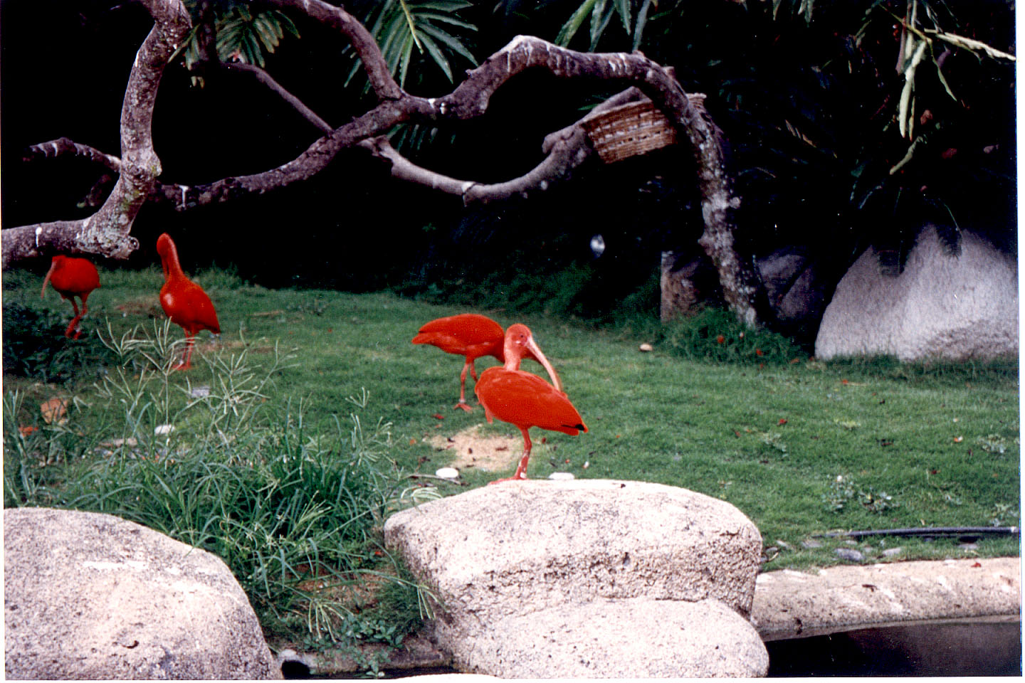 008.jpg, Jurong Bird Park
Singapore