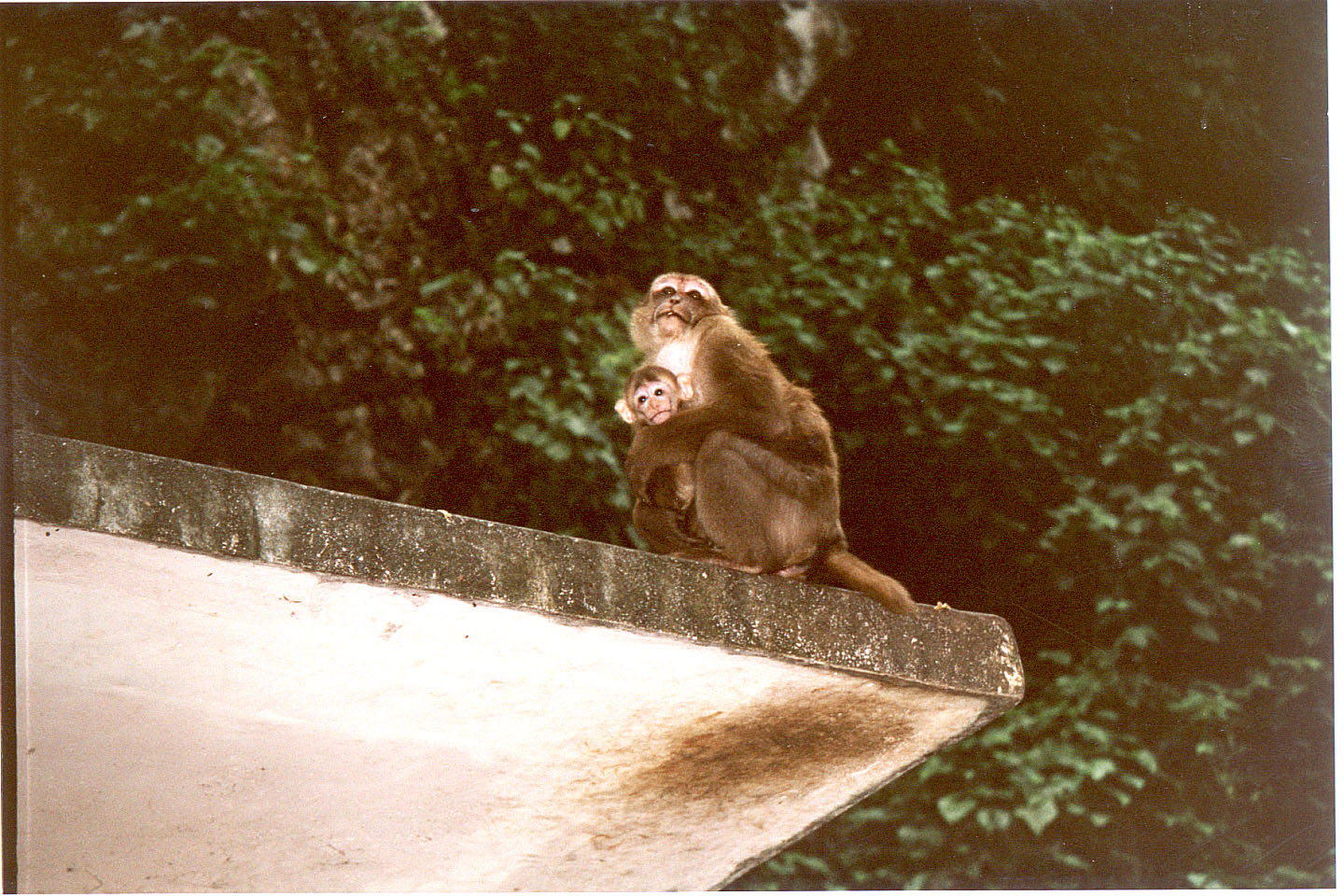 159.jpg, Temple near
Chiang Rai