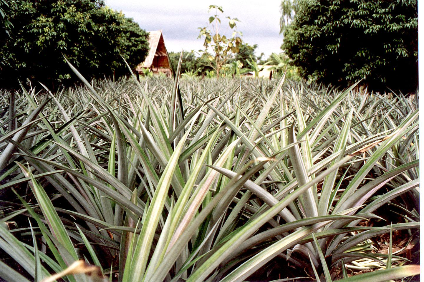 166.jpg, Pineapple field
near Chiang Rai