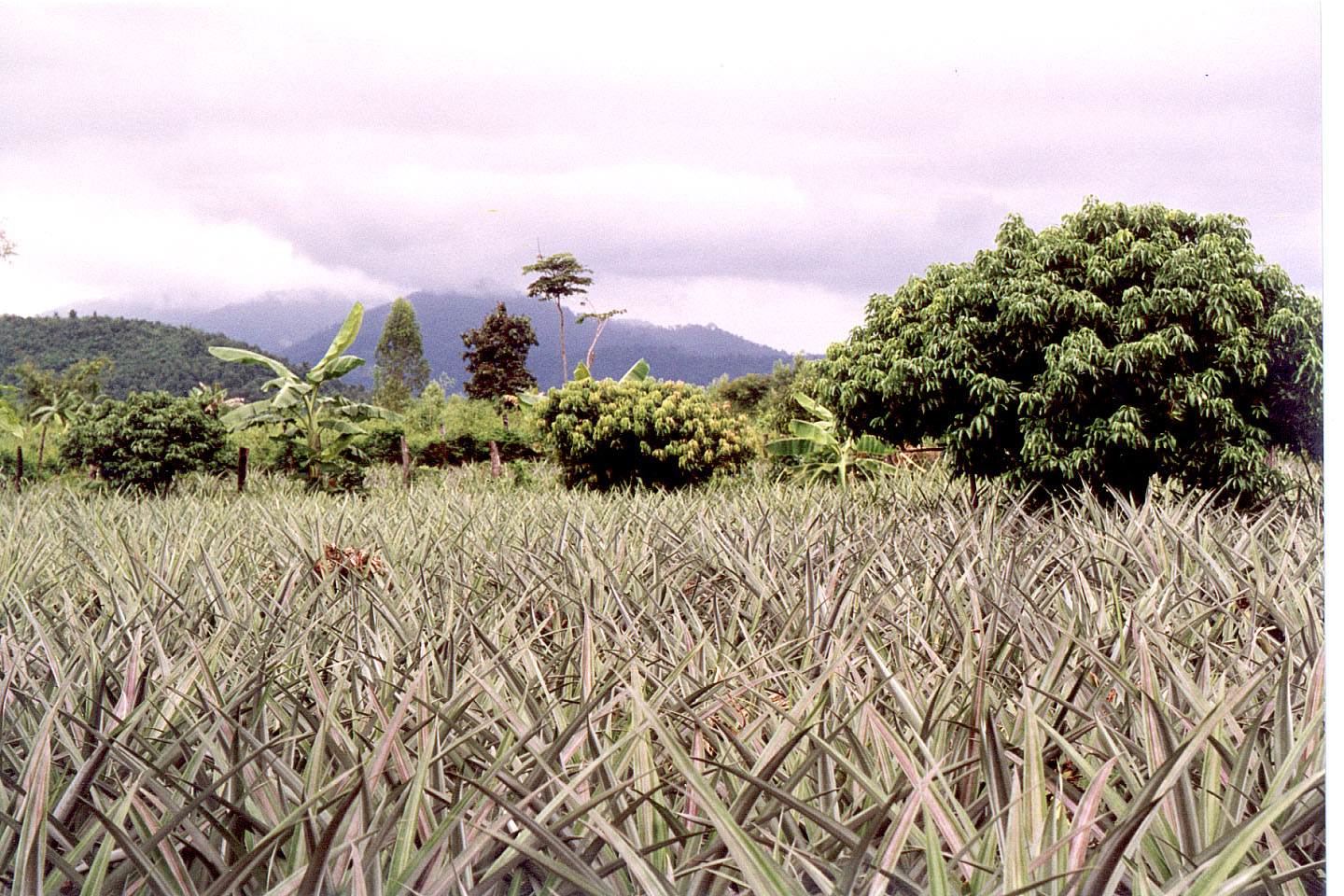 169.jpg, Pineapple field
near Chiang Rai