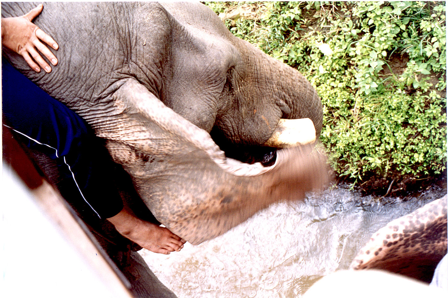 223.jpg, Elephant safari