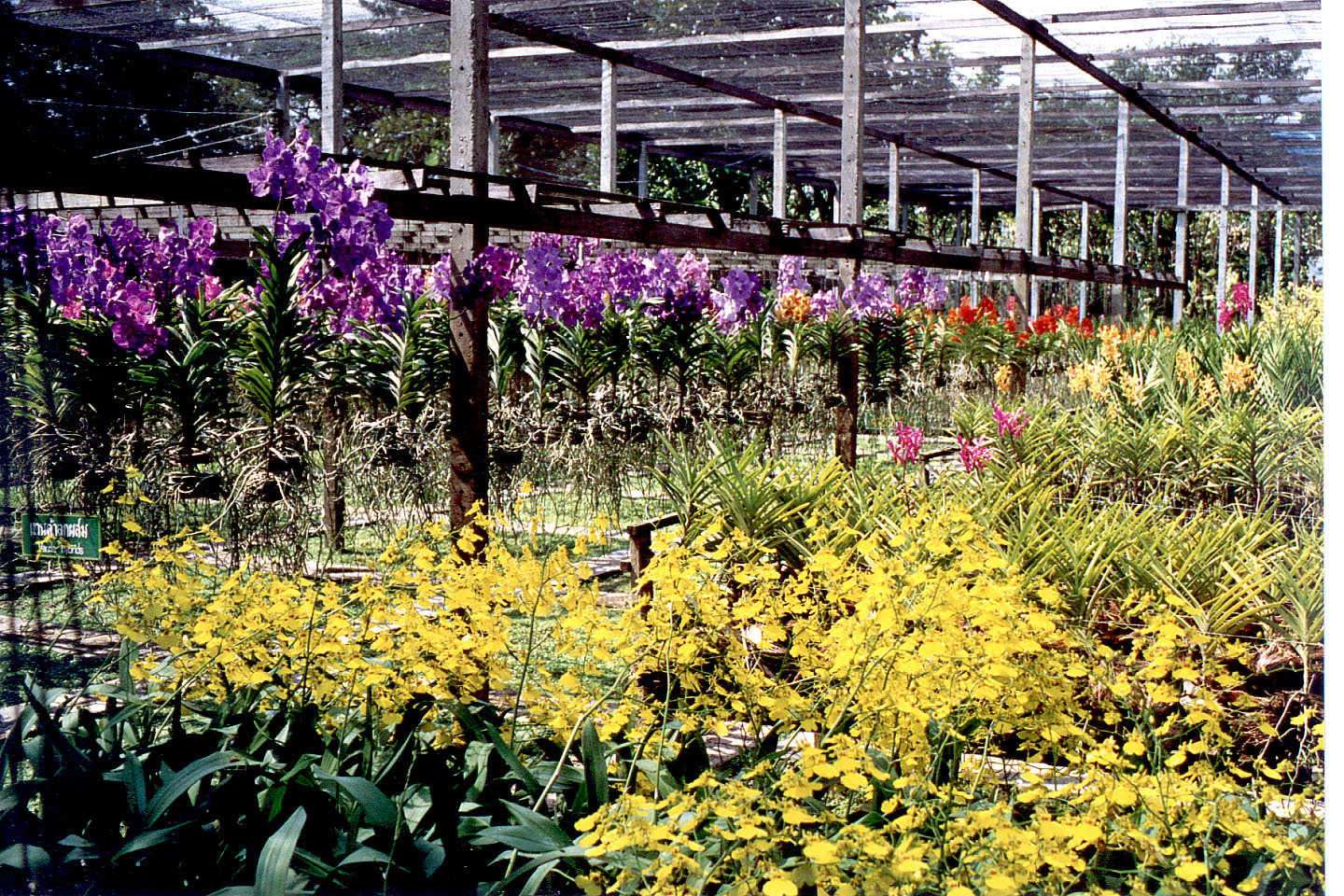 241.jpg, Orchid farm
Northern Thailand