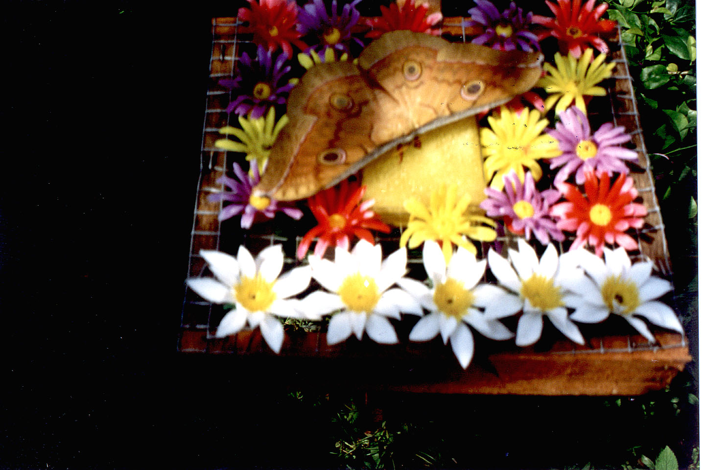 242.jpg, Butterflies at
Orchid farm