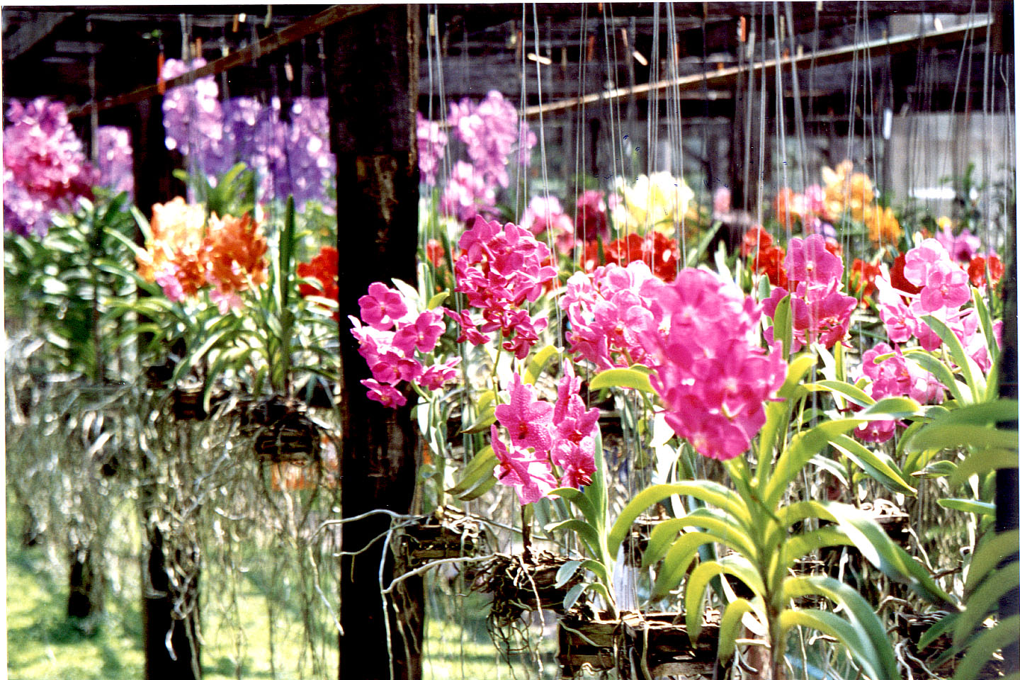 244.jpg, Orchid farm
Northern Thailand