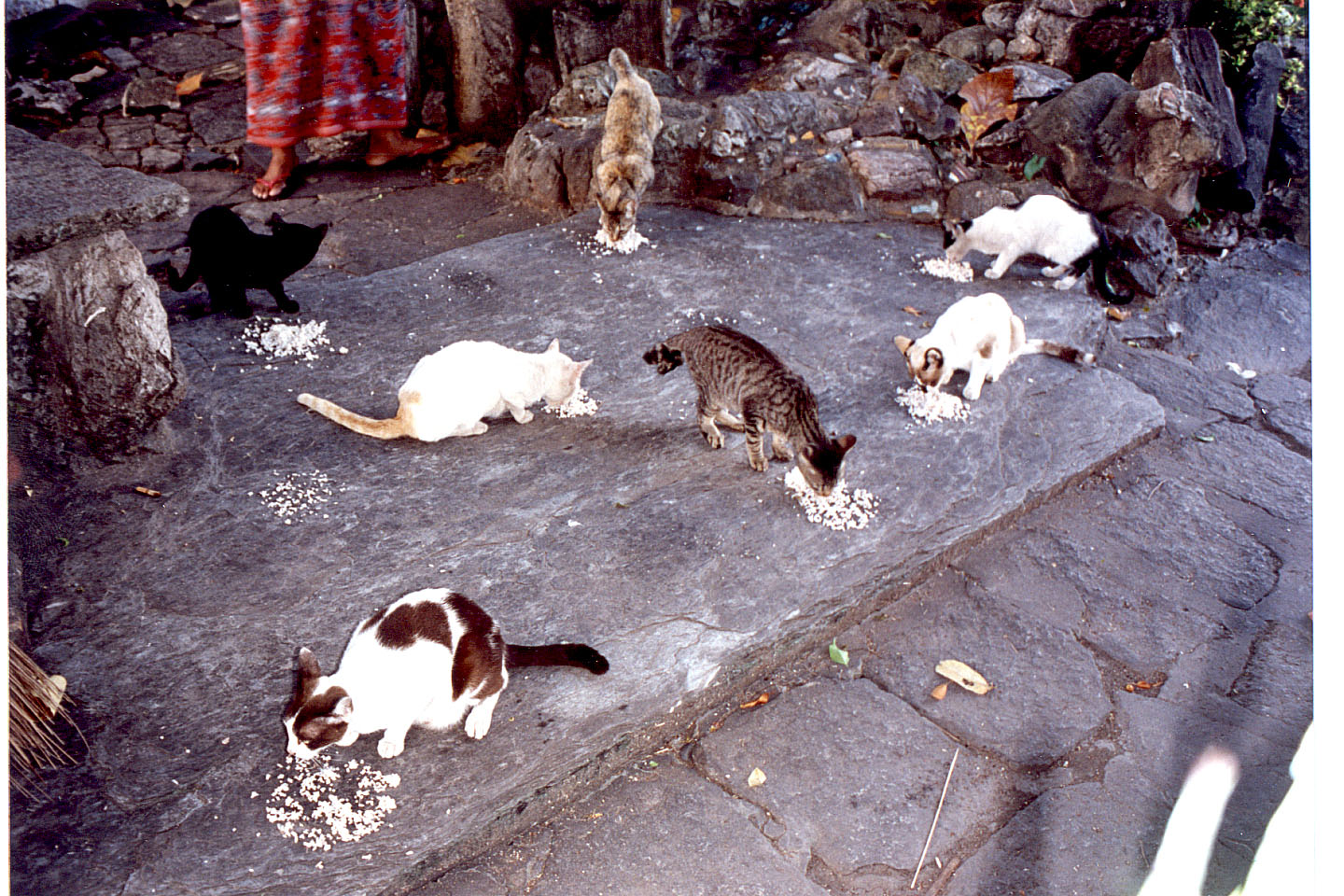 296.jpg, Cats eating rice
Temple of Dawn