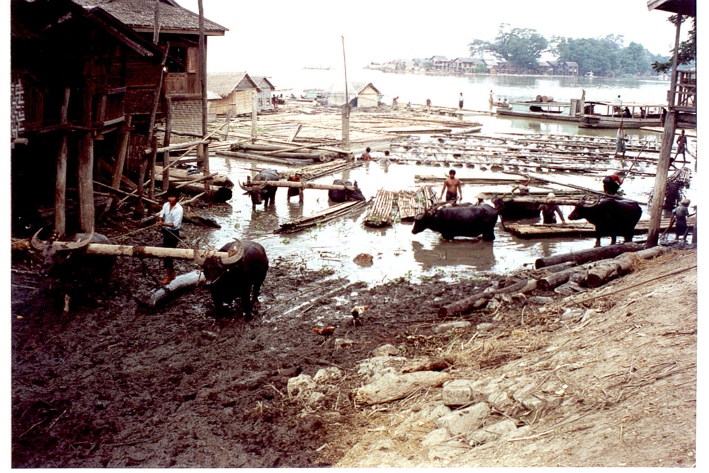 427.jpg, Hauling Teak logs
Mandalay