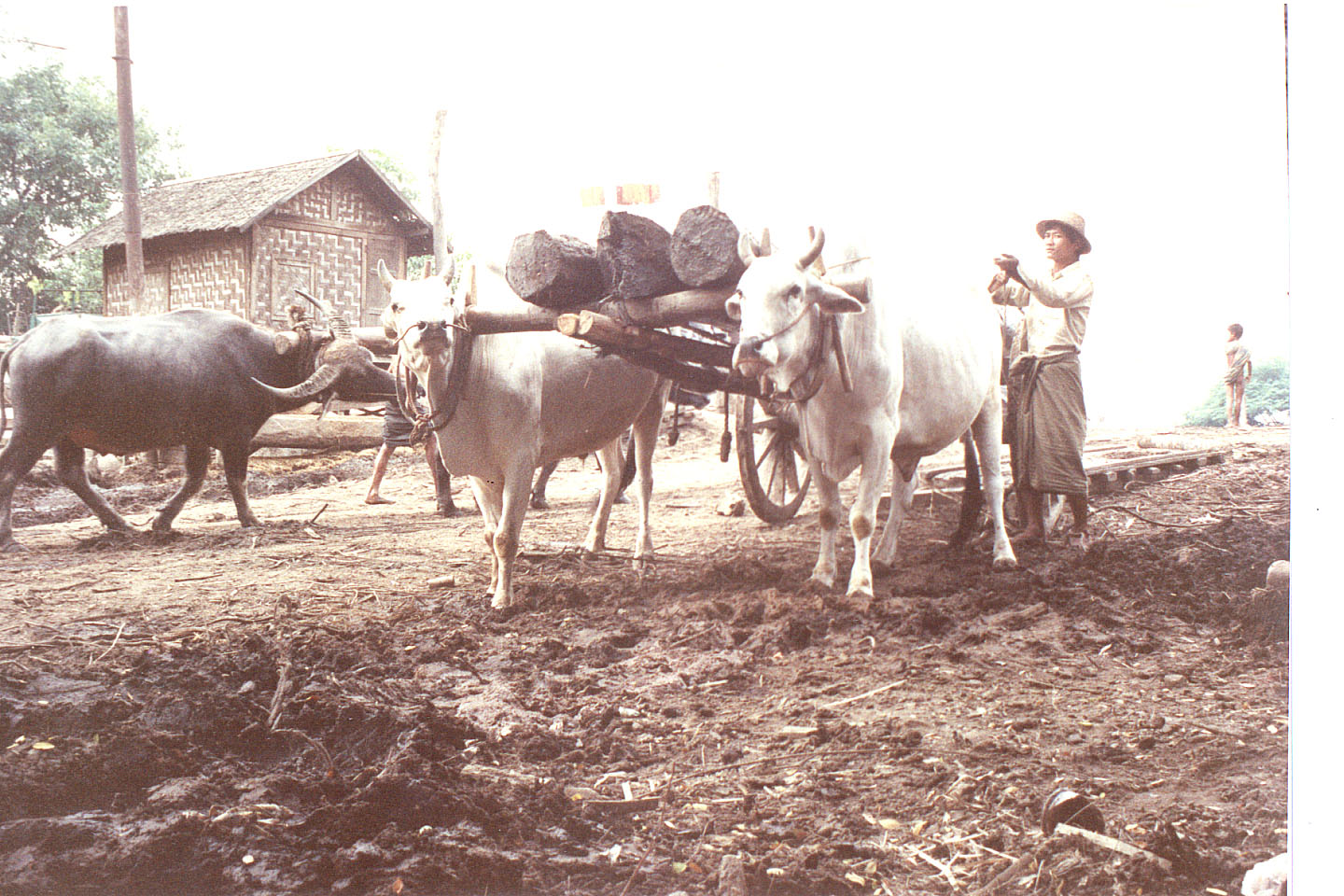 433.jpg, Hauling Teak logs
Mandalay