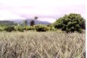 _169.jpg, Pineapple field
near Chiang Rai