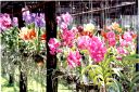 _244.jpg, Orchid farm
Northern Thailand