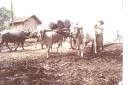 _433.jpg, Hauling Teak logs
Mandalay