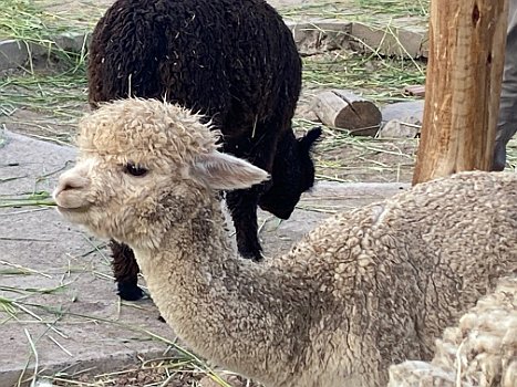 Sacred Valley