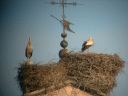 _028.jpg, Storks on Puerta
del Carmen, Avila