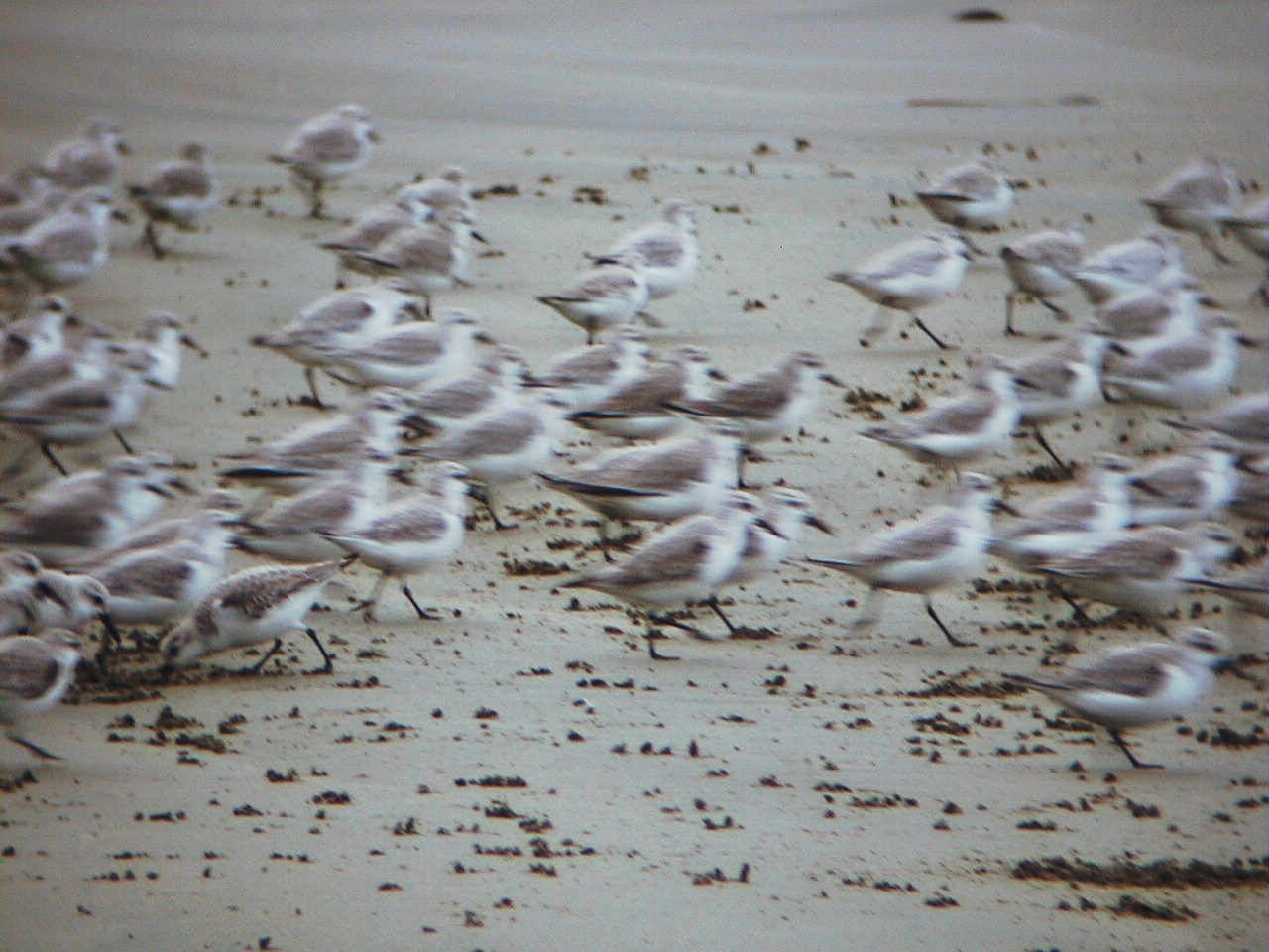 30.jpg, Sanderlings