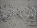 _30.jpg, Sanderlings