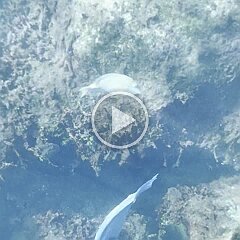 IMG_2880a Snorkelling in the lagoon at Akumal