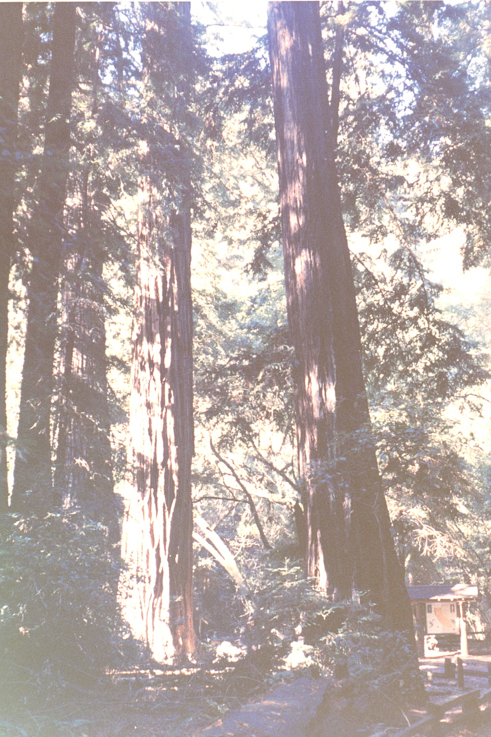 012.jpg, Muir Woods