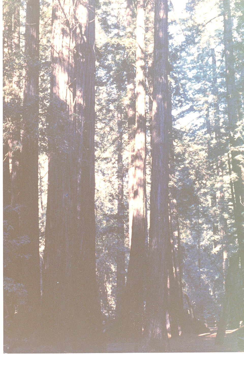 013.jpg, Muir Woods