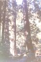 _012.jpg, Muir Woods