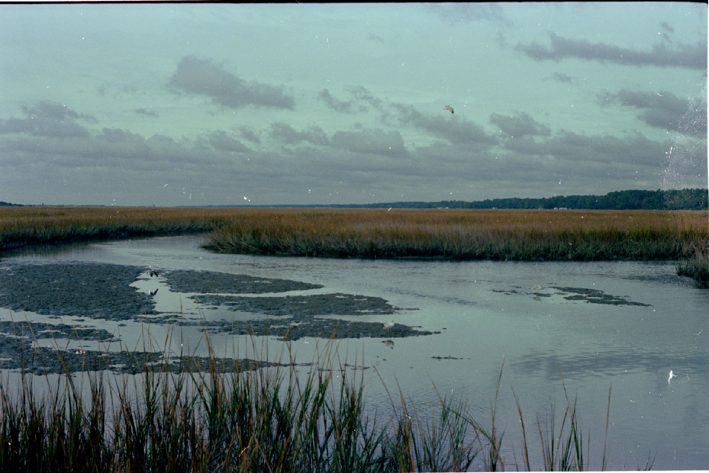 01-05.jpg, Coastal swampland
South Carolina