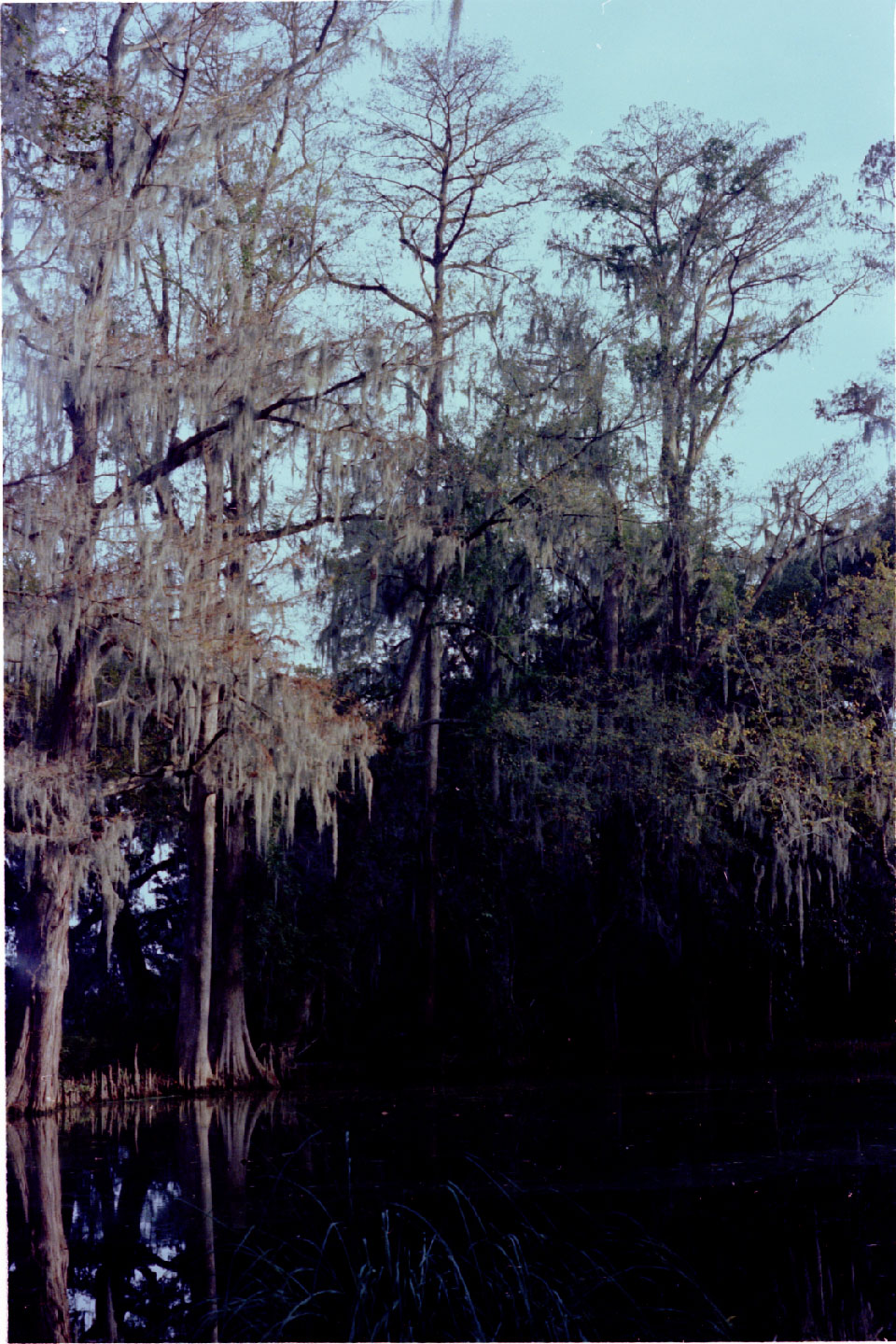 01-10.jpg, Magnolia Gardens
South Carolina