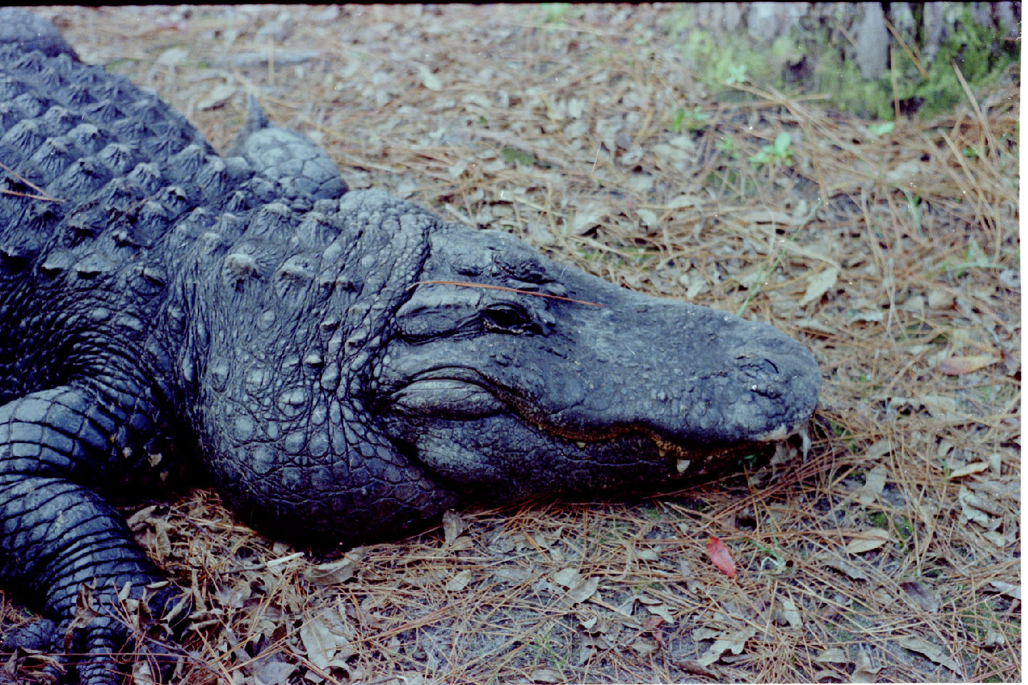 01-14.jpg, Okefenokee Swamp