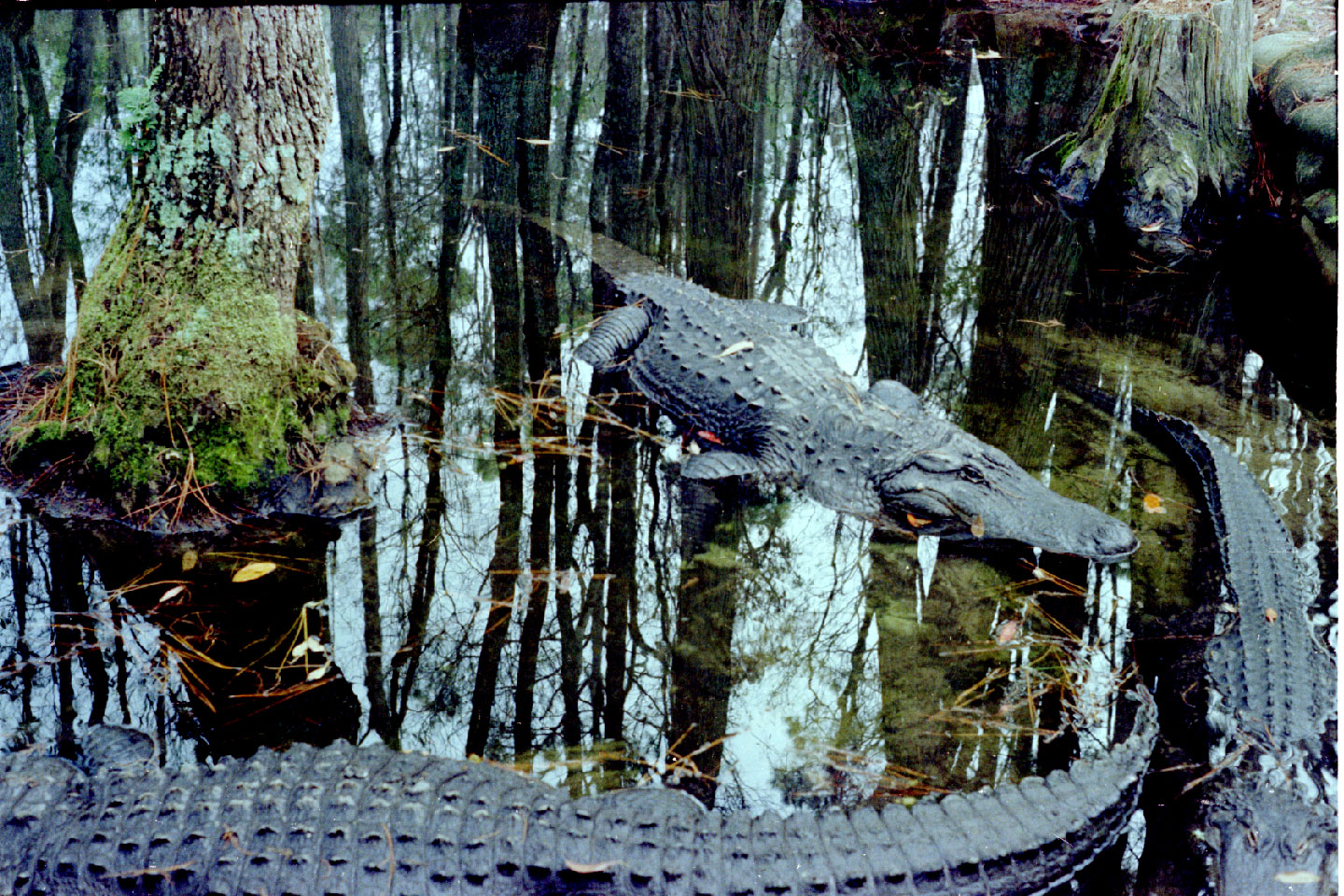 01-15.jpg, Okefenokee Swamp