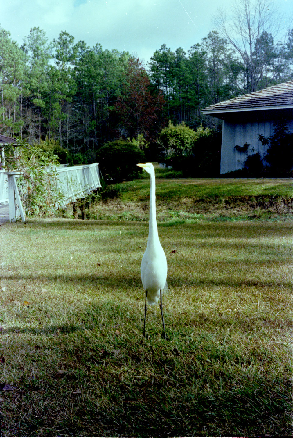 01-16.jpg, Simon
Okefenokee Swamp