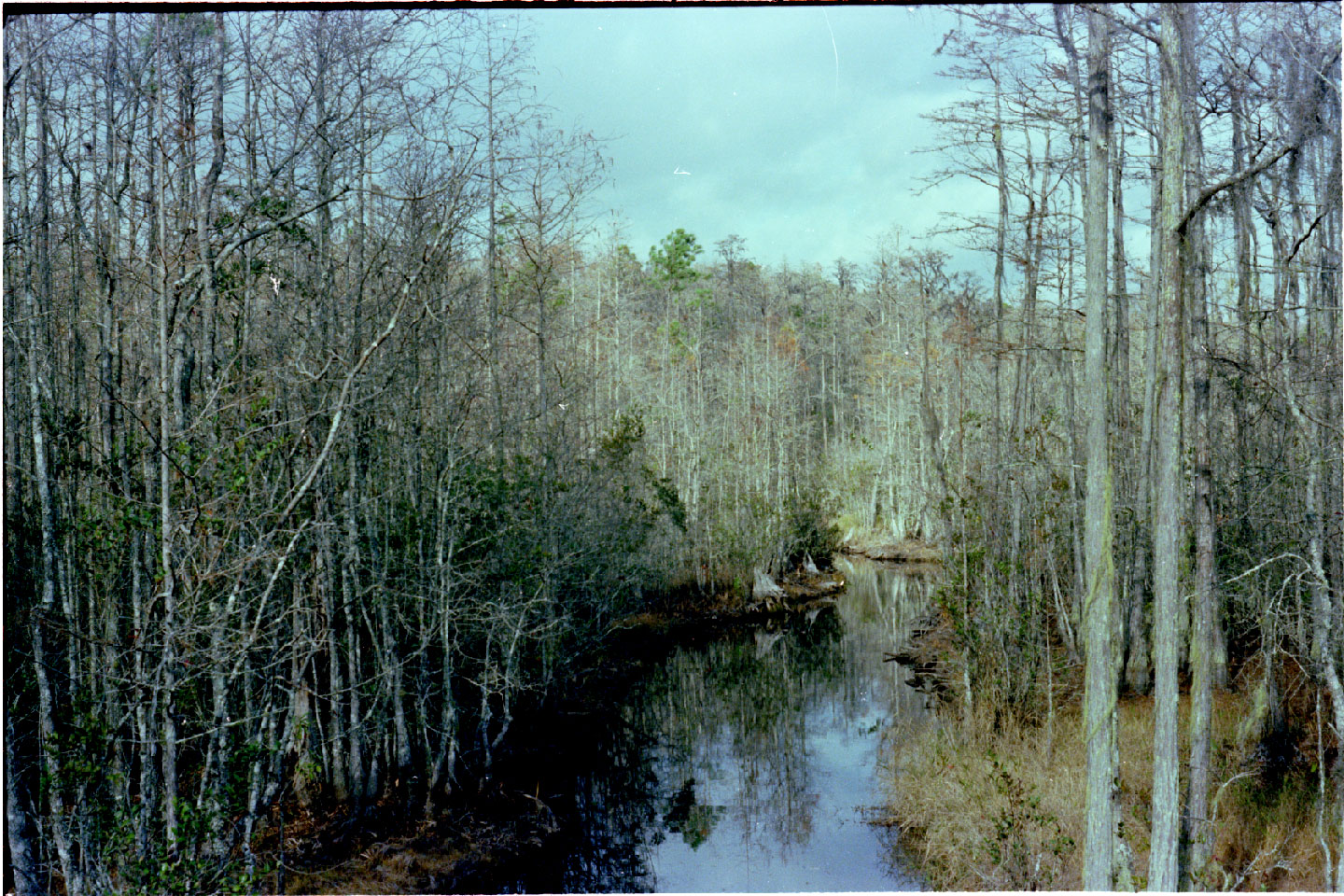 01-17.jpg, Okefenokee Swamp