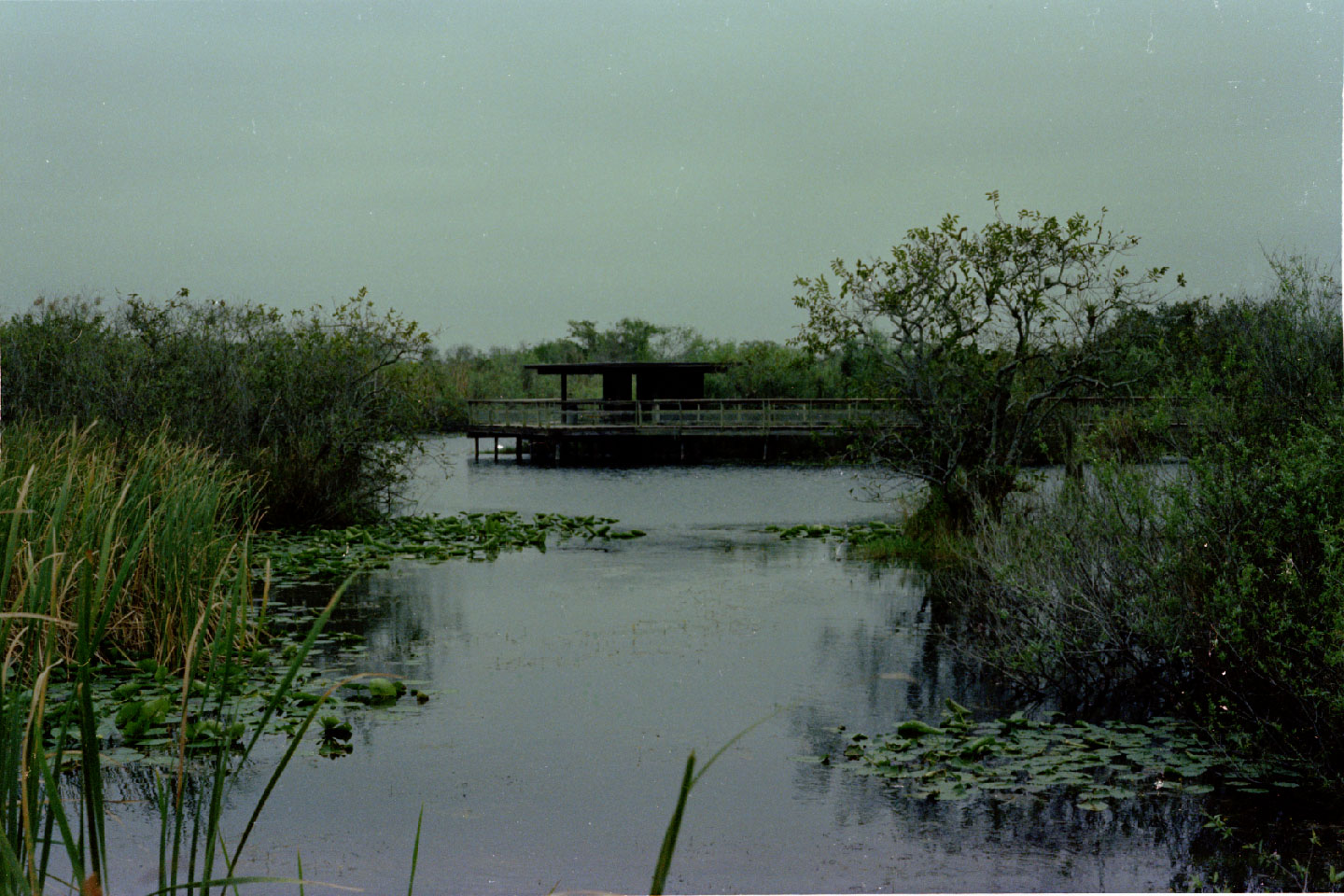 02-05.jpg, Everglades