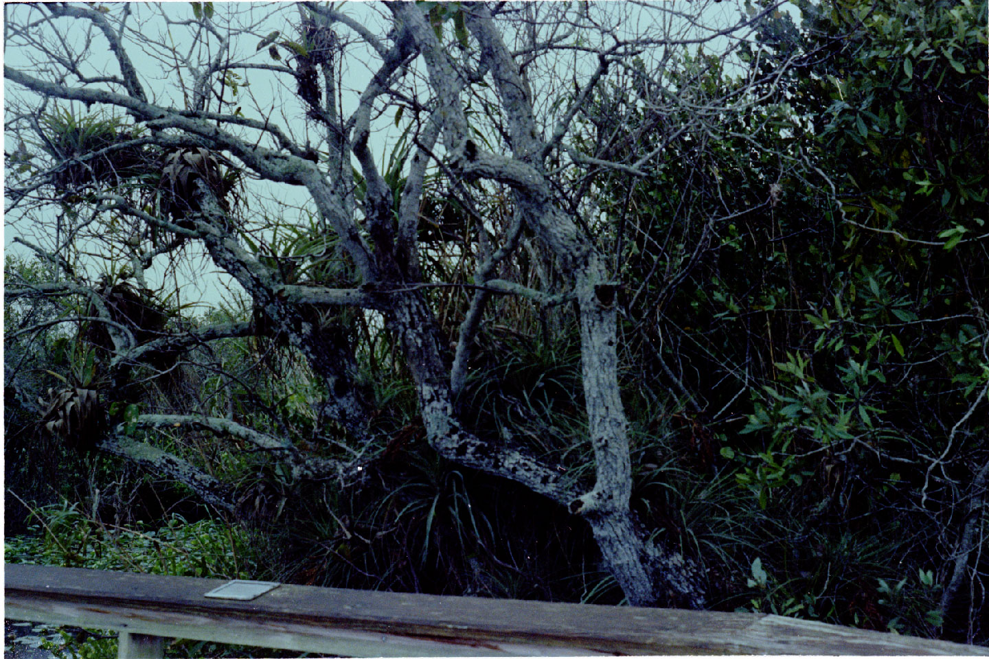 02-06.jpg, Everglades