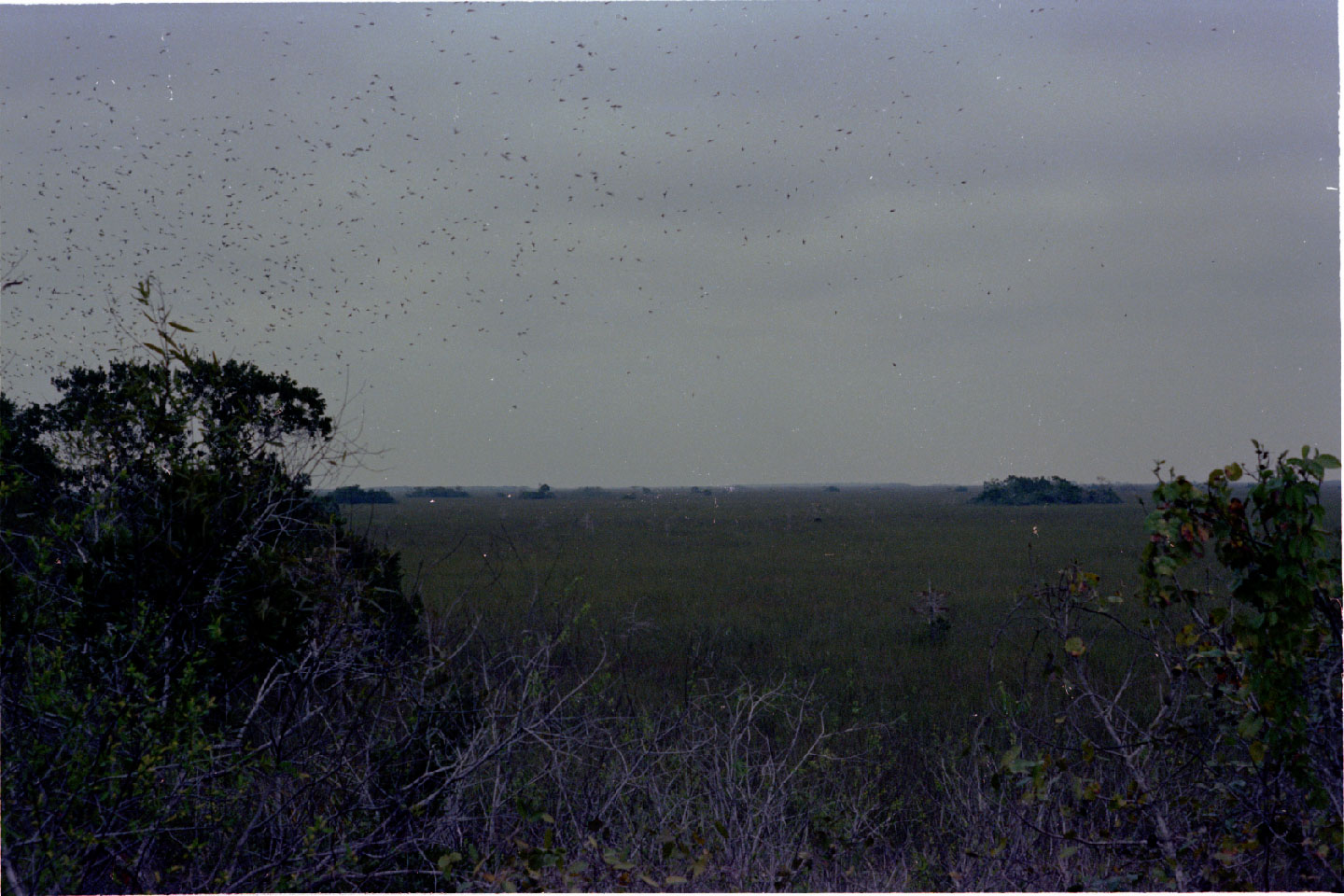 02-07.jpg, Everglades