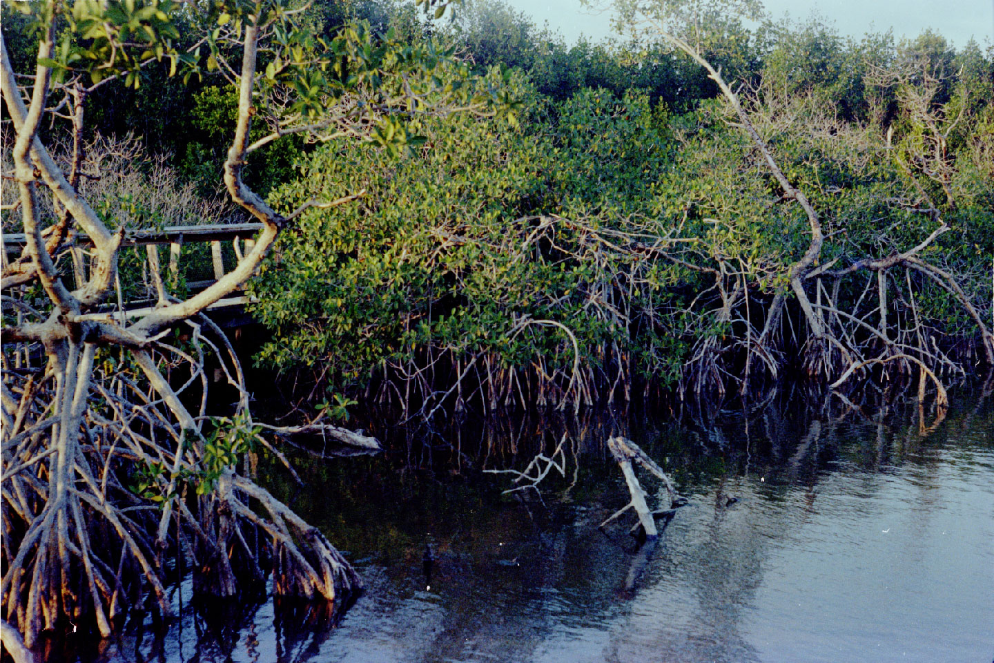 02-08.jpg, Everglades