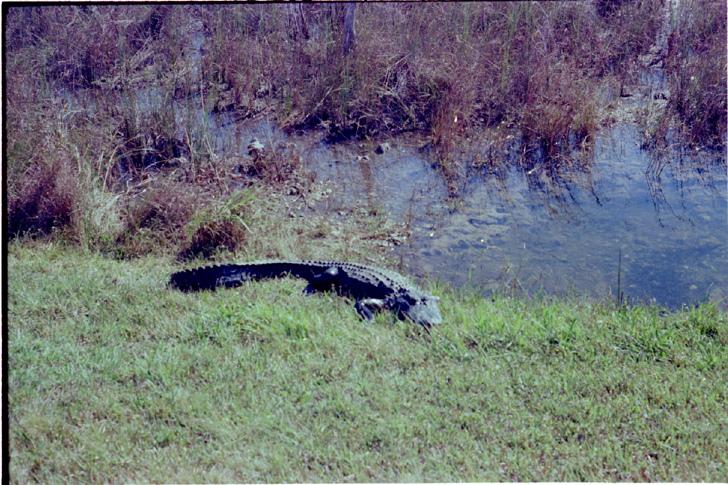 02-10.jpg, Everglades