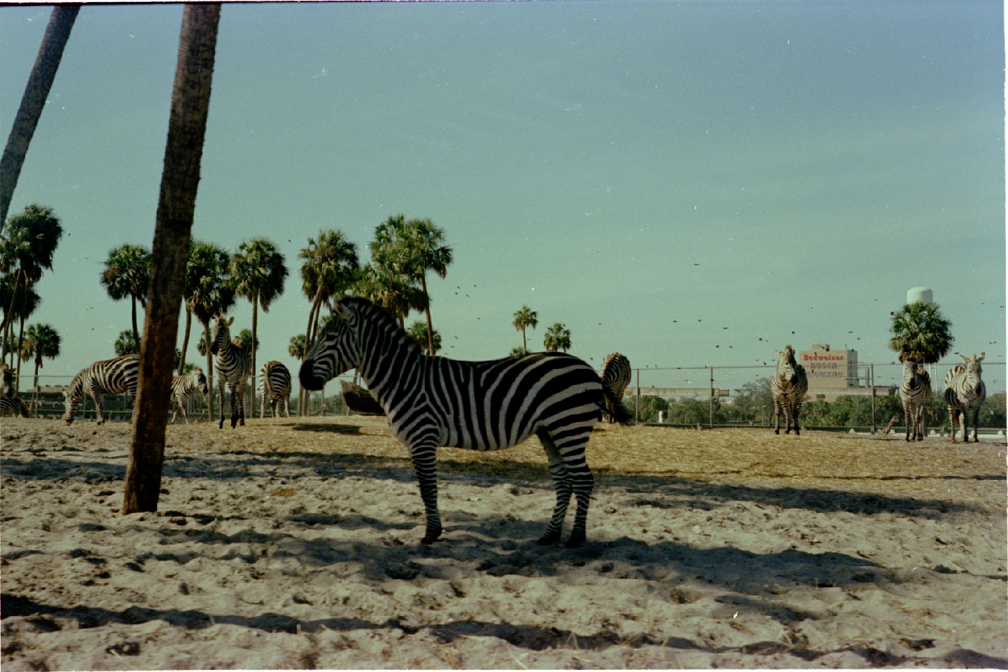 02-19.jpg, Busch Gardens
Tampa