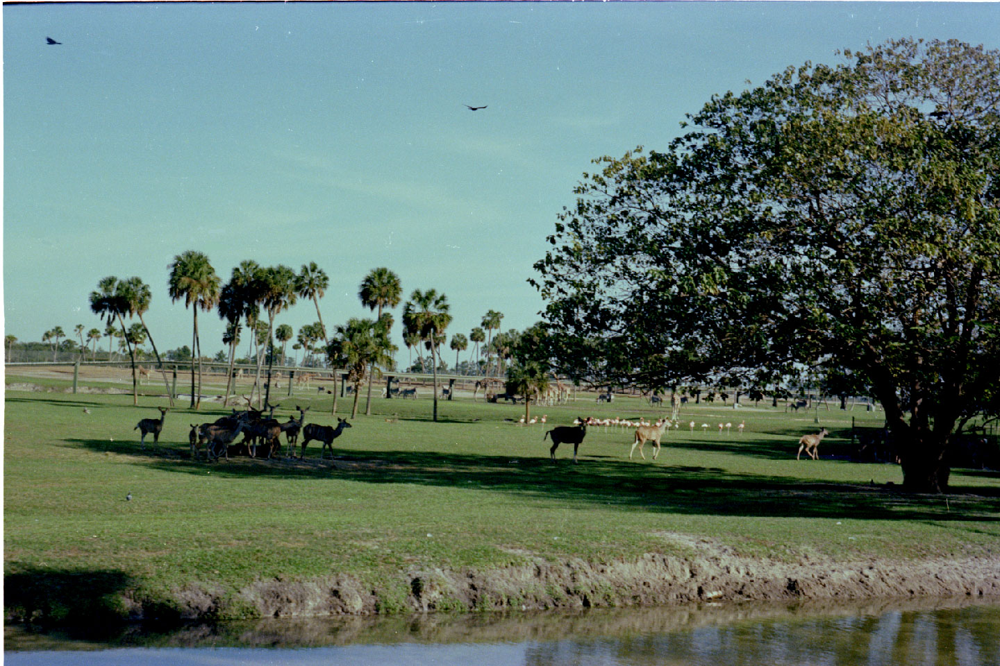 02-26.jpg, Busch Gardens
Tampa