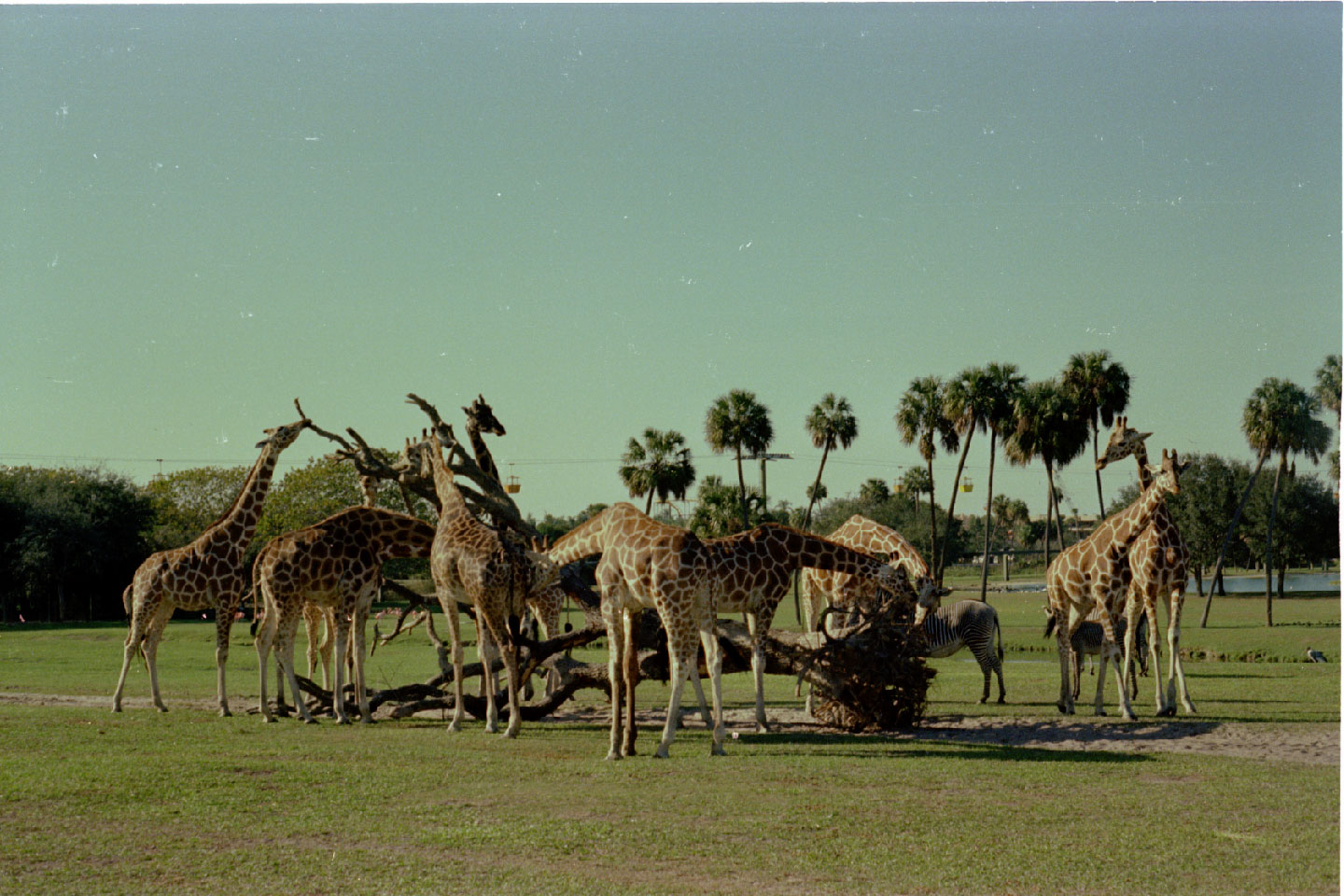 02-27.jpg, Busch Gardens
Tampa